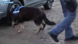 Maxi operazione antidroga a Crotone, 14 misure cautelari