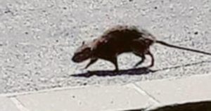 Viterbo – Centro storico tra topi e incuria: “la vergogna del Cunicchio” denunciata dal consigliere Grancini