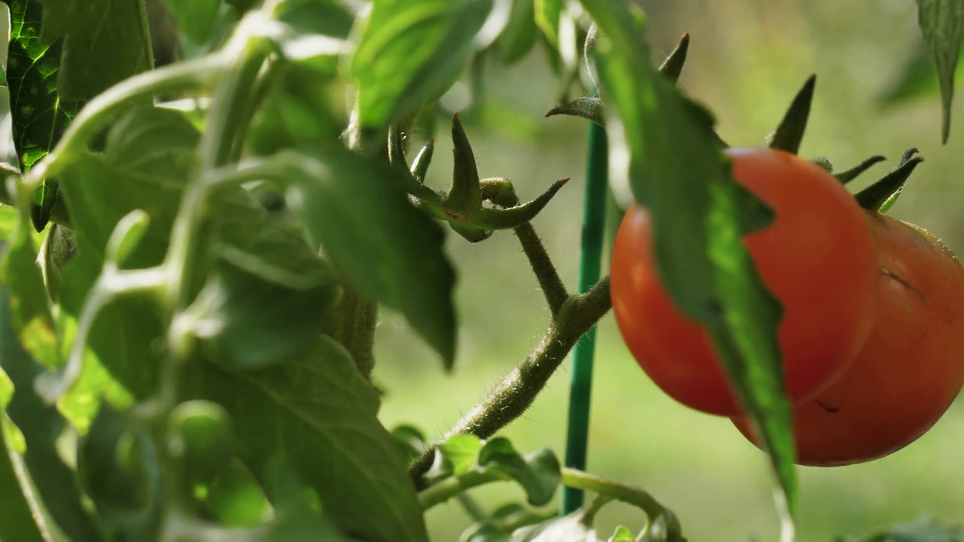 agricoltura-il-biologico-migliora-rese-e-sostenibilita