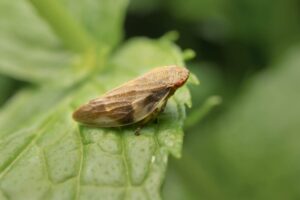 Clima di forte allarme per la diffusione di Xylella fastidiosa: Confagricoltura Lazio chiede un incontro urgente in Regione