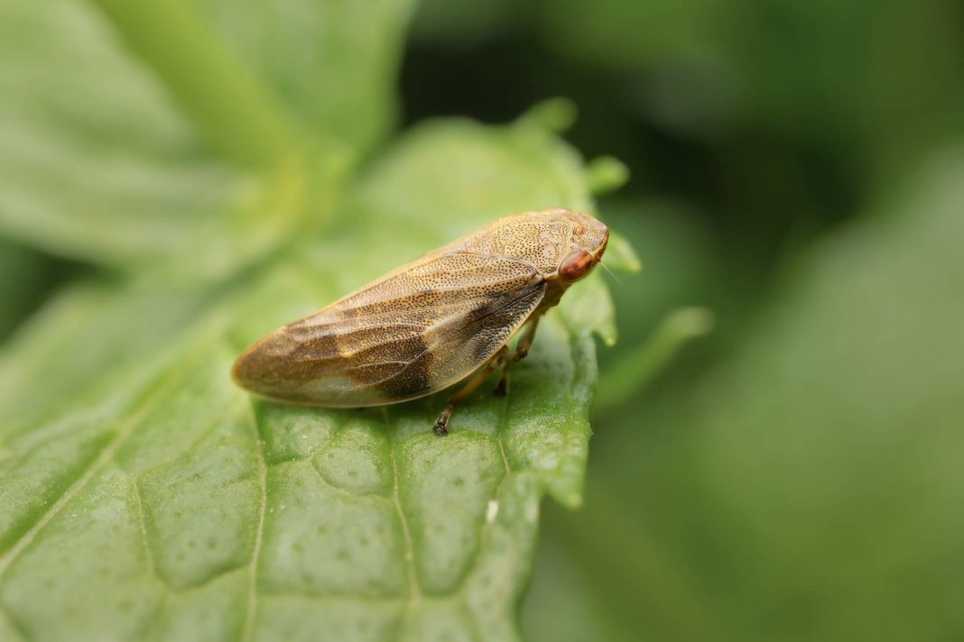 Clima di forte allarme per la diffusione di Xylella fastidiosa: Confagricoltura Lazio chiede un incontro urgente in Regione