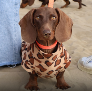 Anche Bolsena partecipa al Sausage Walk Italia: la passeggiata nazionale dei bassotti