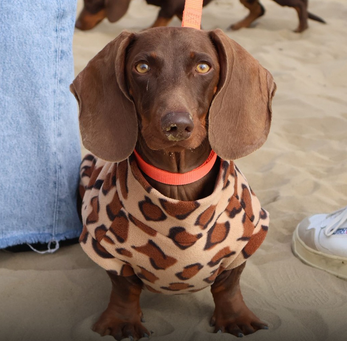 Anche Bolsena partecipa al Sausage Walk Italia: la passeggiata nazionale dei bassotti