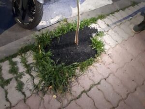 Civitavecchia – Albero “soffocato” dal cemento in via Santa Fermina