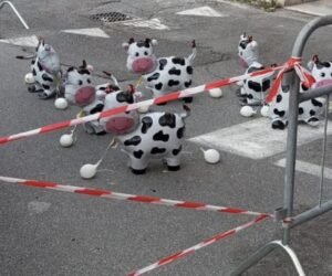 Civitavecchia – Cantieri fermi e transenne, a Corso Marconi spuntano.. le mucche (FOTO)