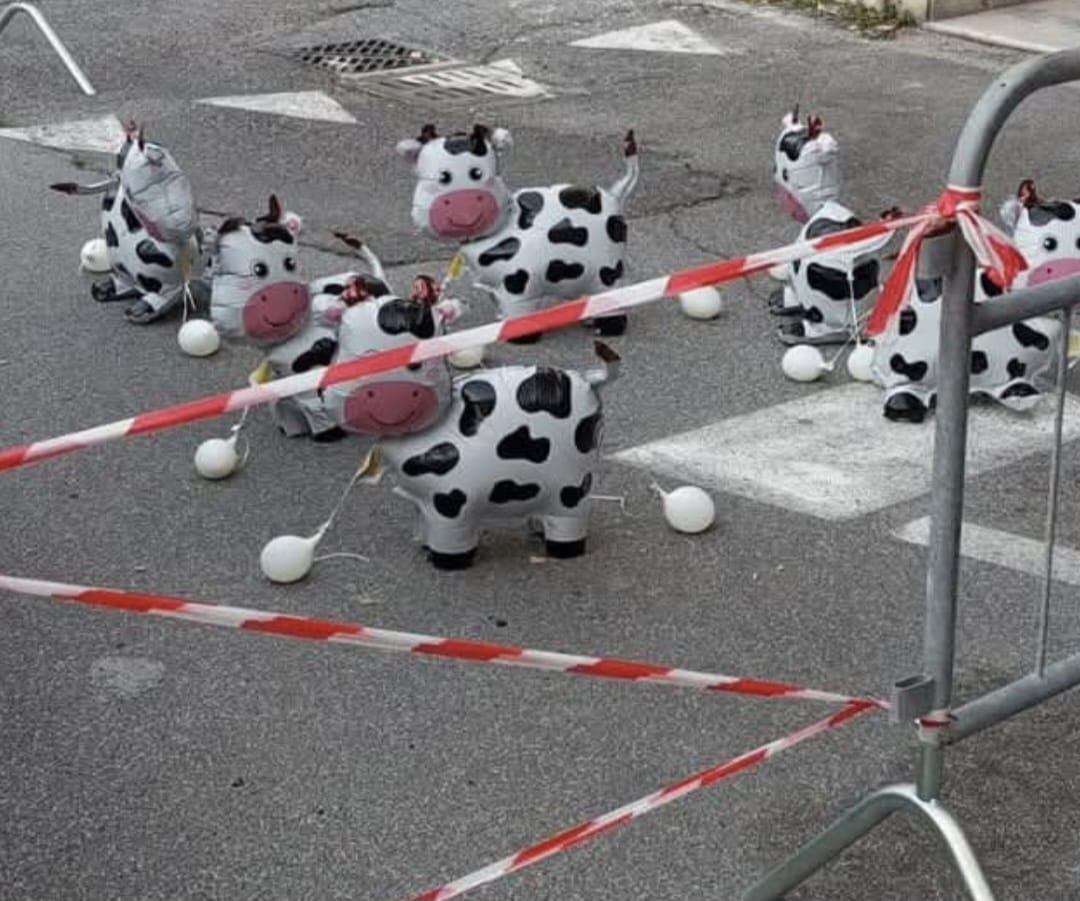 Civitavecchia – Cantieri fermi e transenne, a Corso Marconi spuntano.. le mucche (FOTO)
