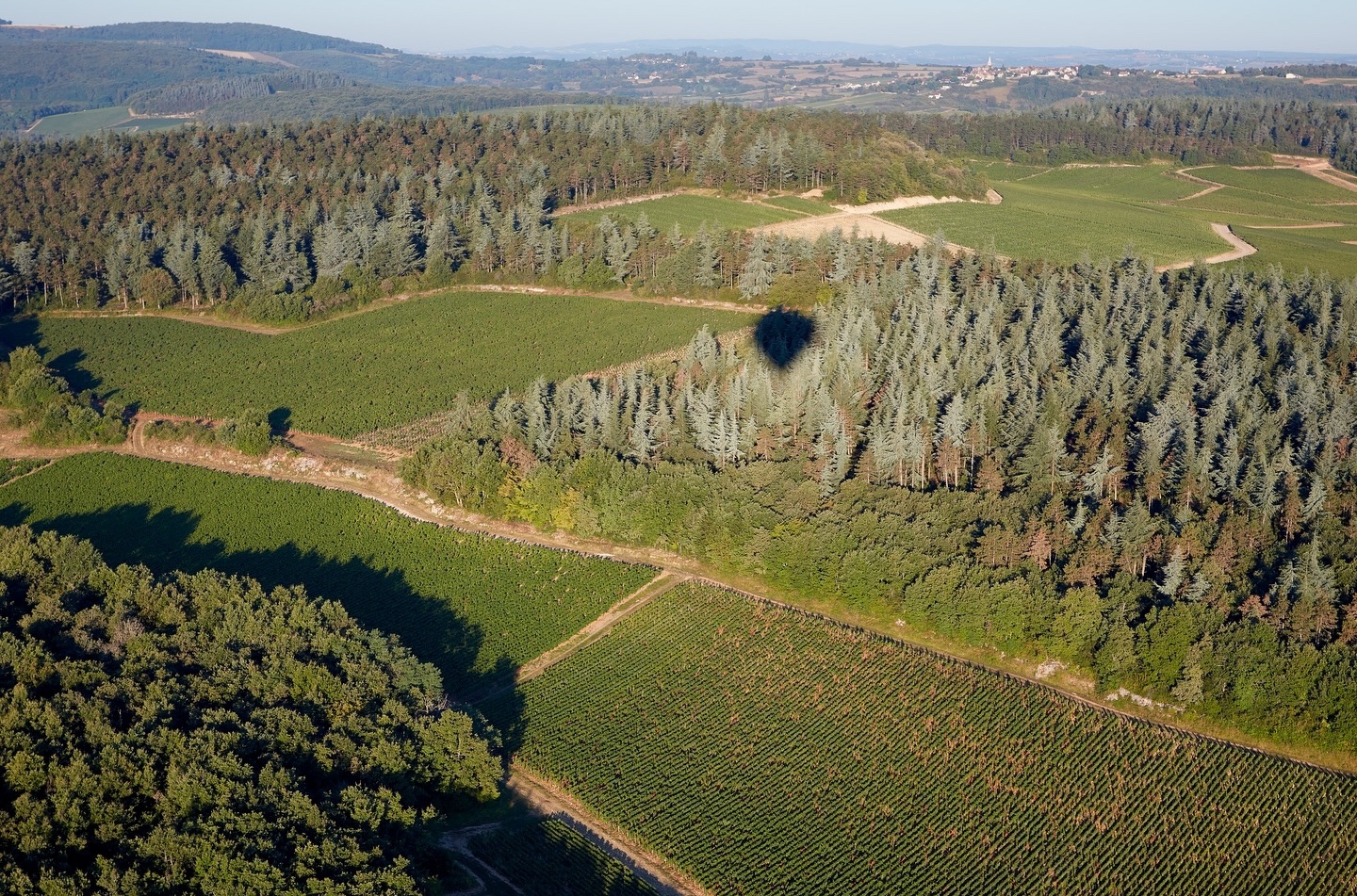 Gusto – Domaine Faiveley un faro nella Borgogna: sette generazioni di passione per il vino e il suo territorio (FOTO)