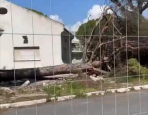 Cerveteri – Lavori a Campo di Mare, i cittadini chiedono chiarezza sugli alberi abbattuti: “Quando verranno piantati quelli nuovi?”