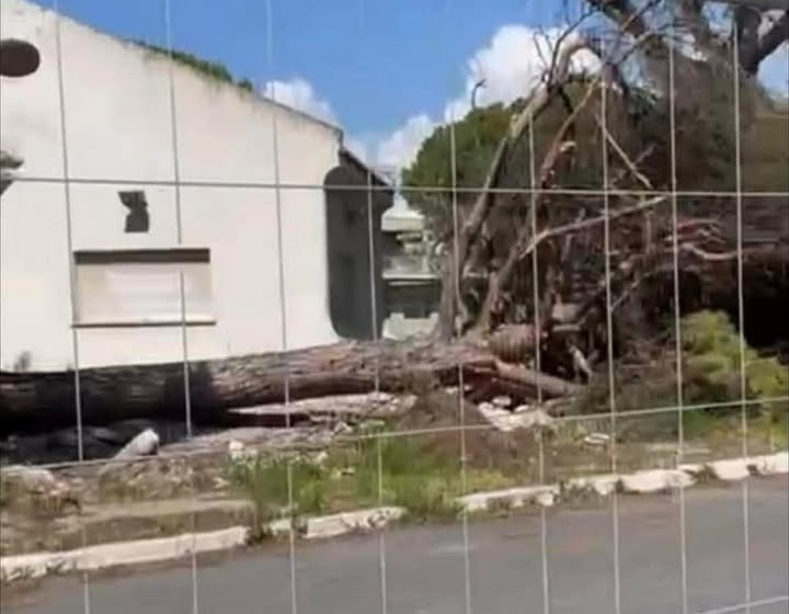 Cerveteri – Lavori a Campo di Mare, i cittadini chiedono chiarezza sugli alberi abbattuti: “Quando verranno piantati quelli nuovi?”