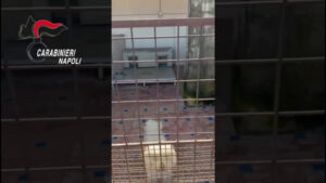 Canile lager con 26 barboncini toy  scoperto nel Napoletano