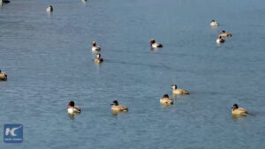 Cina, lo spettacolo degli uccelli migratori in viaggio verso Nord