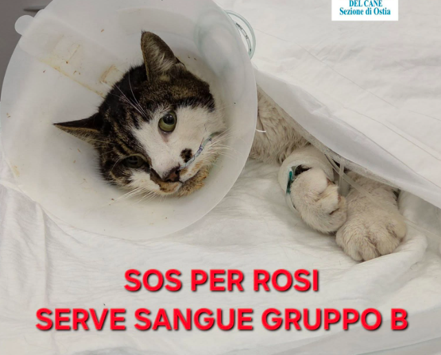 Corsa contro il tempo per Rosy: la gattina violentata da un uomo a Tor Tre Teste ha urgente bisogno di sangue