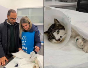 Roma – Gattina violentata, Rosi non mangia: sedata e alimentata con sondino ma condizioni restano gravi