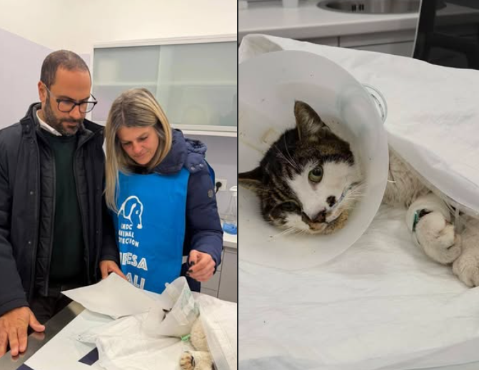 Roma – Gattina violentata, Rosi non mangia: sedata e alimentata con sondino ma condizioni restano gravi