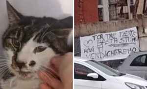 Orrore a Roma: gattina violentata da uomo a Tor Tre Teste. Caccia al mostro e l’ira del quartiere: “Rosi, ti vendicheremo”
