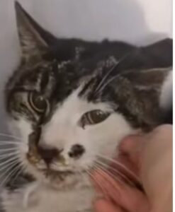 Roma – La gattina Rosi finalmente fuori pericolo, a curarla la dottoressa Mignacca: “Travisate le mie parole”