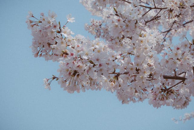 All’Orto Botanico di Roma la magia dell’Hanami, la fioritura dei ciliegi