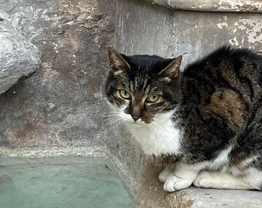 Cerveteri – «Un atto di barbarie immonda»: gattina uccisa a calci nel centro storico, caccia ai responsabili