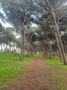 A Montalto di Castro il Campionato nazionale Uisp di corsa campestre nella pineta comunale