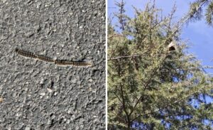 Emergenza Processionarie a Viterbo: Parchi del Murialdo sotto assedio e Amministrazione in silenzio