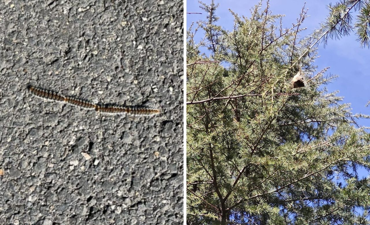 Emergenza Processionarie a Viterbo: Parchi del Murialdo sotto assedio e Amministrazione in silenzio