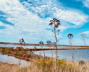 Saline di Tarquinia, al via il progetto di riqualificazione: polo museale e centro di ricerca per un luogo simbolo del Lazio
