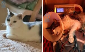 Roma – Orrore a Tor Tre Teste: gattina seviziata. La speranza arriva da Viterbo con una donazione di sangue