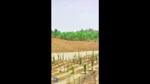 Cina, dalla sabbia ai campi fertili, il “miracolo verde” nello Xinjiang