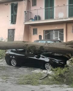 Frosinone – Tragedia sfiorata a via delle Fosse Ardeatine: il vento fa crollare un grosso albero sulle auto parcheggiate