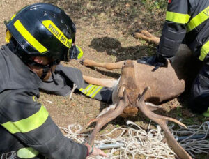 Amelia – Daino resta incastrato in una rete: salvato dai Vigili del fuoco (FOTO)