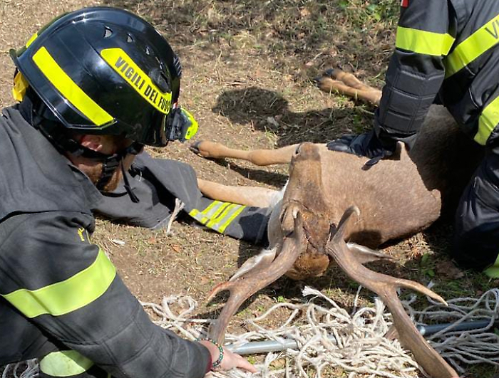 Amelia – Daino resta incastrato in una rete: salvato dai Vigili del fuoco (FOTO)