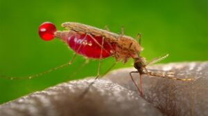 Salute: Iss, in Italia 700-800 casi l’anno di malaria importati