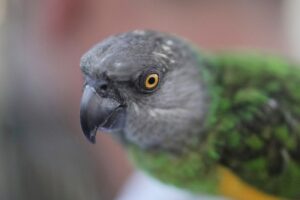 Civitavecchia – Spara e abbatte piccioni dalla finestra, scoppia il caso a Campo dell’Oro