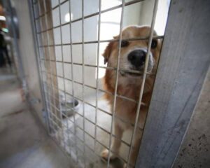 Nei canili di Muratella e Ponte Marconi animali malnutriti e condizioni igieniche precarie: nel mirino dell’Anac la malagestione del Rifugio Agro Aversano