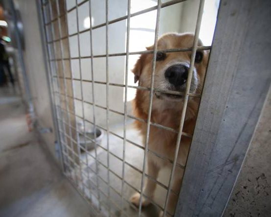 Nei canili di Muratella e Ponte Marconi animali malnutriti e condizioni igieniche precarie: nel mirino dell’Anac la malagestione del Rifugio Agro Aversano