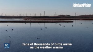 Cina, uccelli migratori tornano nella zona umida di Kangba Noel