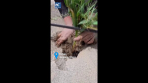 Dallo spazio al deserto cinese, così sta cambiando l’agricoltura