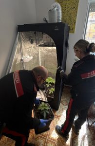 Genzano – Trasforma casa in un market della droga, assortito anche con funghi allucinogeni: in manette ventisettenne