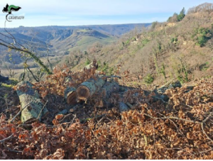 Lubriano – Tagliano querce protette su un’area di circa due ettari: rischiano due anni di carcere e fino a 50mila euro di multa
