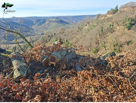 Lubriano – Tagliano querce protette su un’area di circa due ettari: rischiano due anni di carcere e fino a 50mila euro di multa