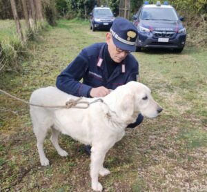 Orrore a Palestrina, uccide il cane durante una passeggiata in centro