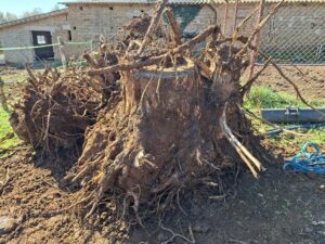 Manziana – Estirpano 20 castagni senza autorizzazione: sanzionati per aver compromesso la stabilità idrogeologica del territorio