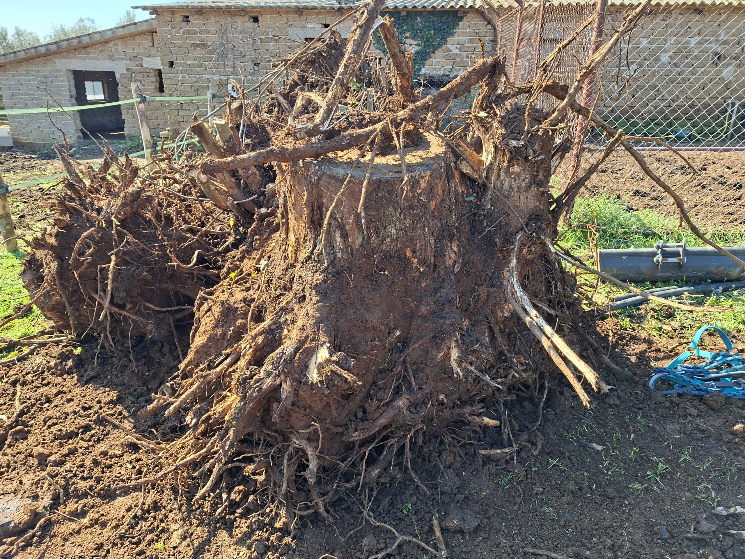 Manziana – Estirpano 20 castagni senza autorizzazione: sanzionati per aver compromesso la stabilità idrogeologica del territorio