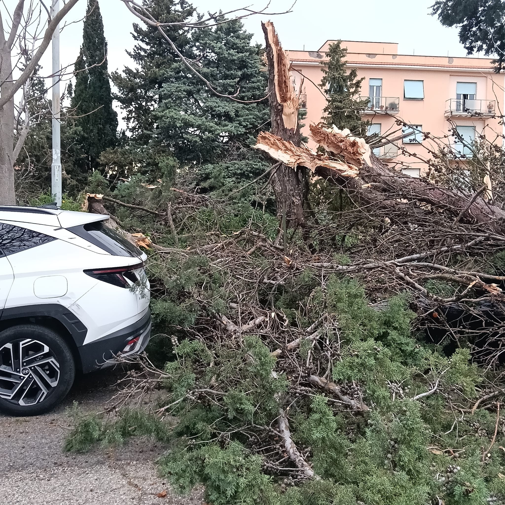 Viterbo – Raffiche di vento, grosso albero crolla sulle auto al Salamaro (FOTO)