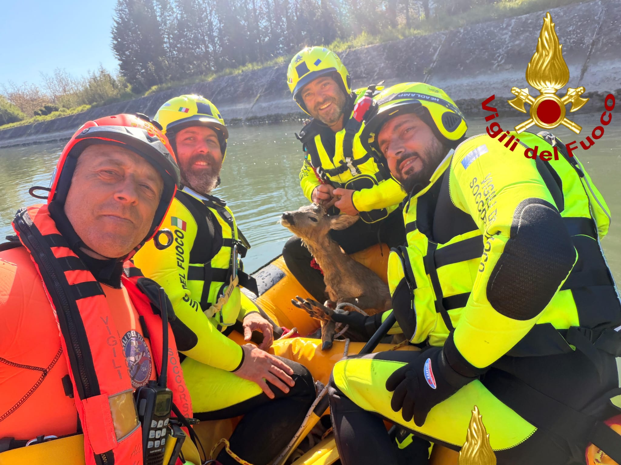 Terni – Capriolo cade nel Tevere: salvataggio da parte dei vigili del fuoco
