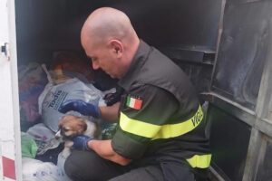 Civitavecchia – Cucciolo abbandonato in un cassonetto: salvato dai Vigili del fuoco