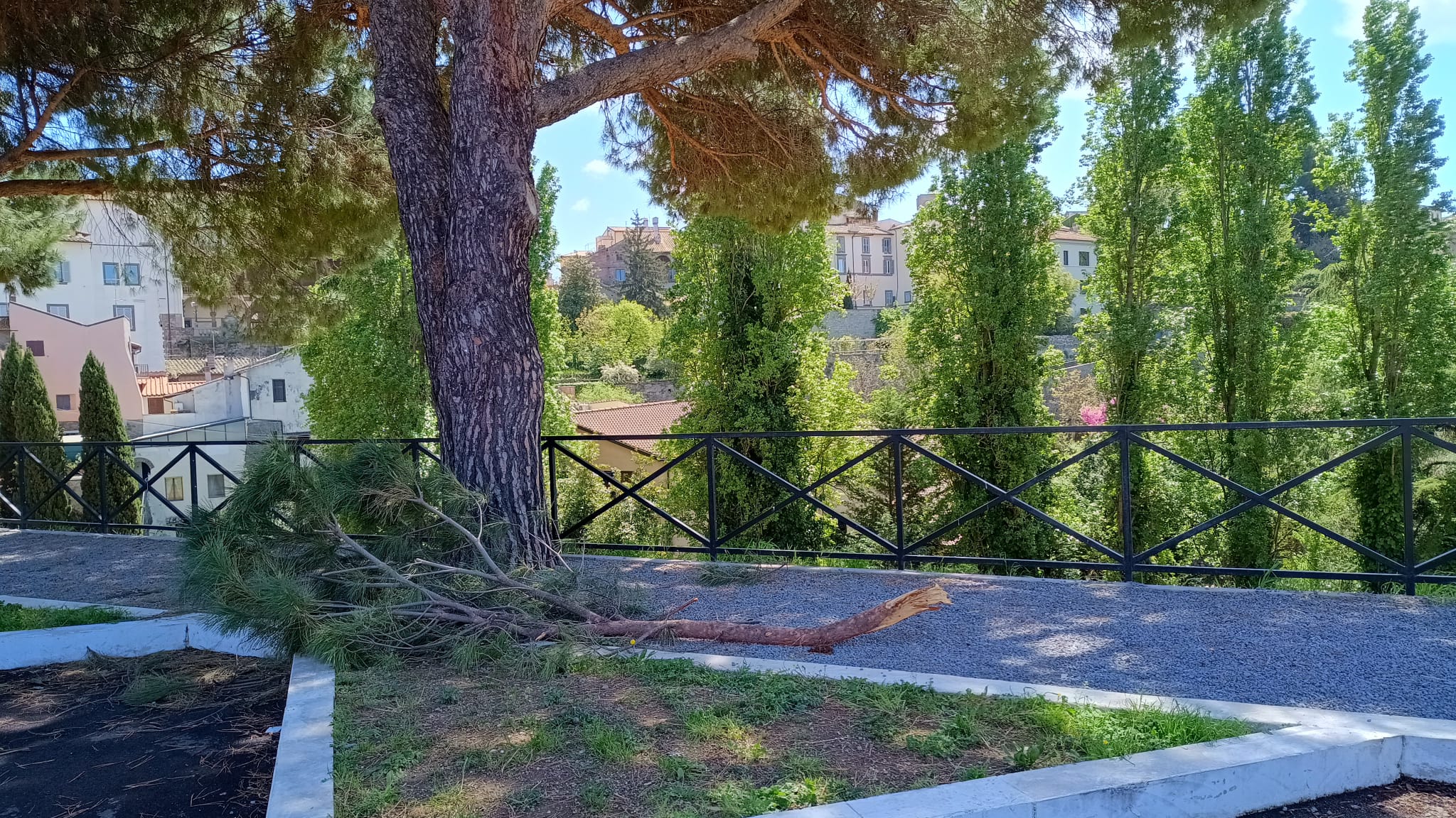 Viterbo – Rami crollano dai pini al parcheggio del Sacrario, ancora timori per la sicurezza