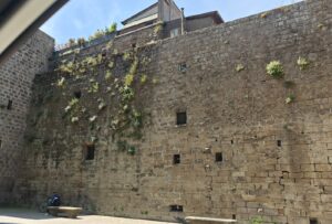 Viterbo – Il “Bosco Verticale” di Viale Capocci: Quando le antiche mura diventano fioriere involontarie