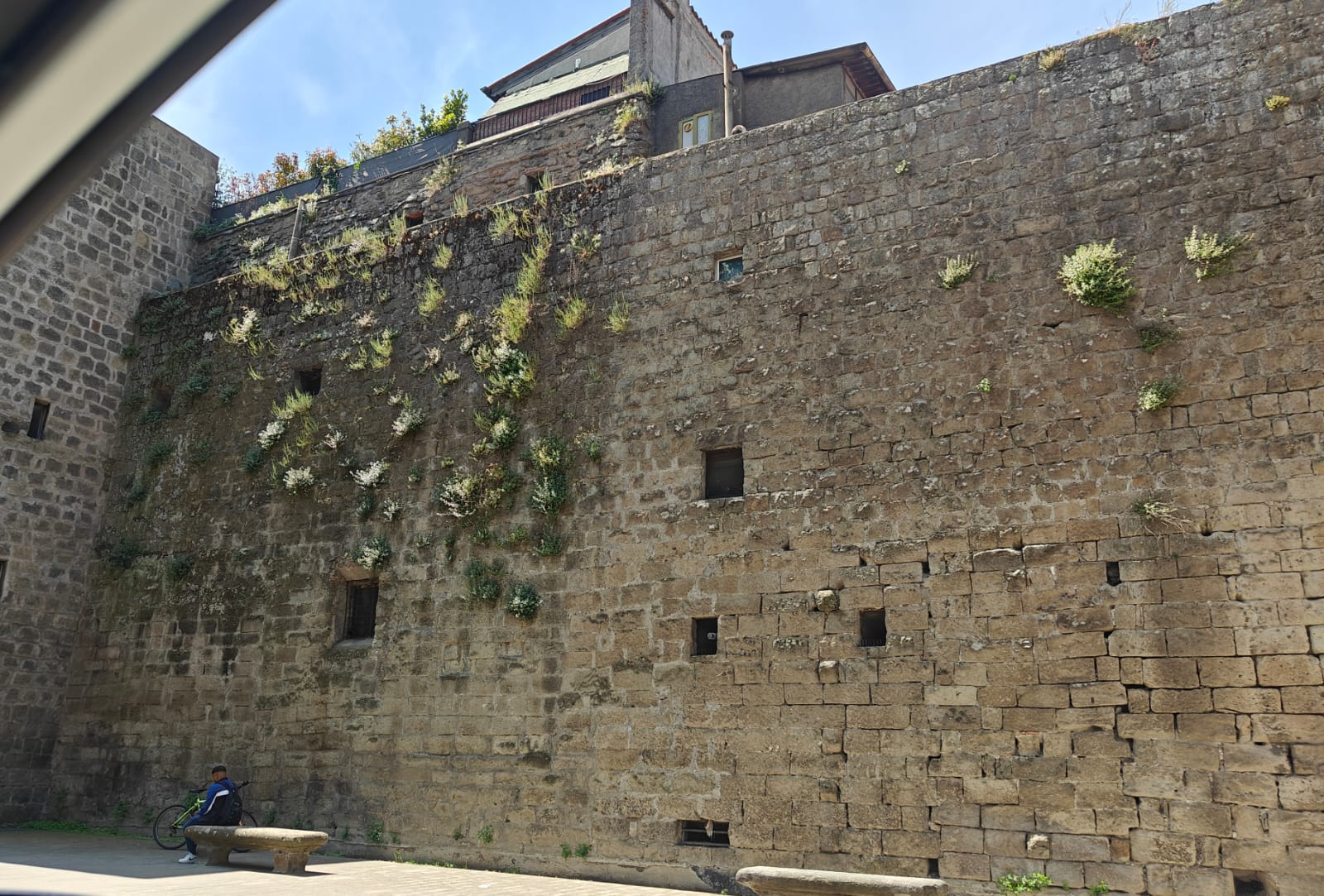 Viterbo – Il “Bosco Verticale” di Viale Capocci: Quando le antiche mura diventano fioriere involontarie