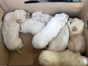 Cerveteri – Sette cuccioli abbandonati in una scatola tra la spazzatura: salvati dalle Guardie Ecozoofile (FOTO)